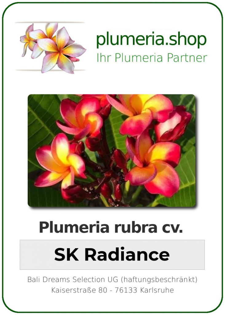 Plumeria rubra "SK Radiance" - wurzelnackt