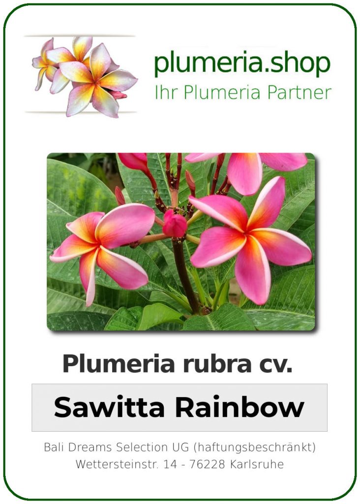 Plumeria rubra cv. "Sawitta Rainbow" - unbewurzelter Steckling