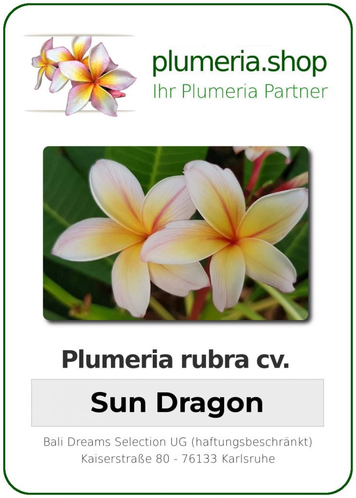 Plumeria rubra cv. "Sun Dragon" - unbewurzelter Steckling