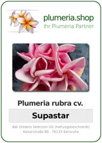 Plumeria rubra - "Supastar"