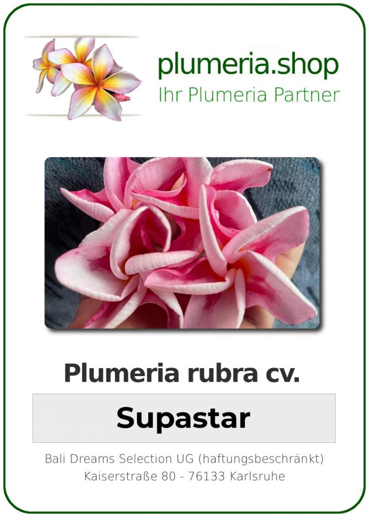 Plumeria rubra "Supastar"