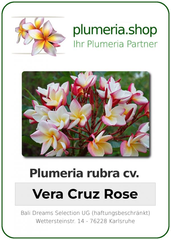 Plumeria rubra - "Vera Cruz Rose"