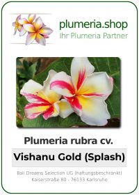 Plumeria rubra - "Vishanu Gold splashed"