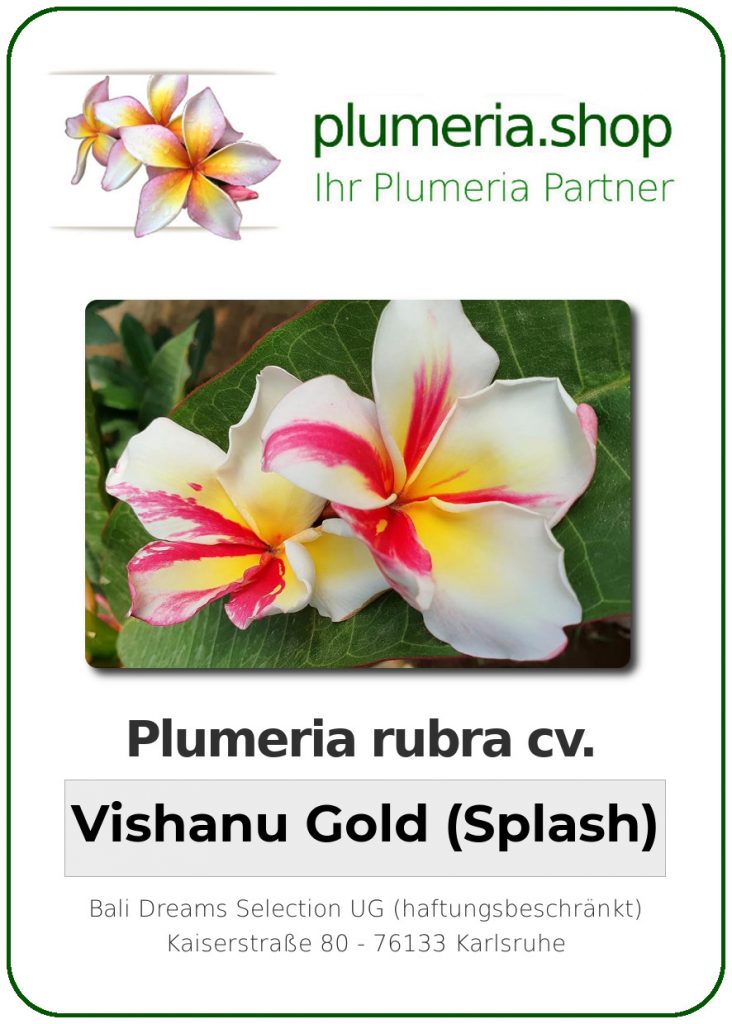 Plumeria rubra cv. "Vishanu Gold Splash" - unbewurzelter Steckling