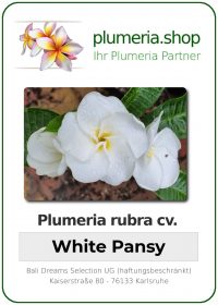 Plumeria rubra - "White Pansy"