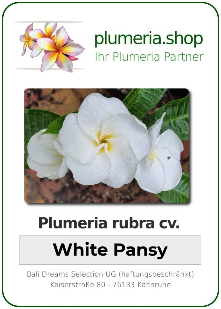 Plumeria rubra "White Pansy" - wurzelnackt