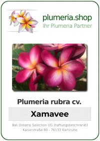 Plumeria rubra - "Xamavee"