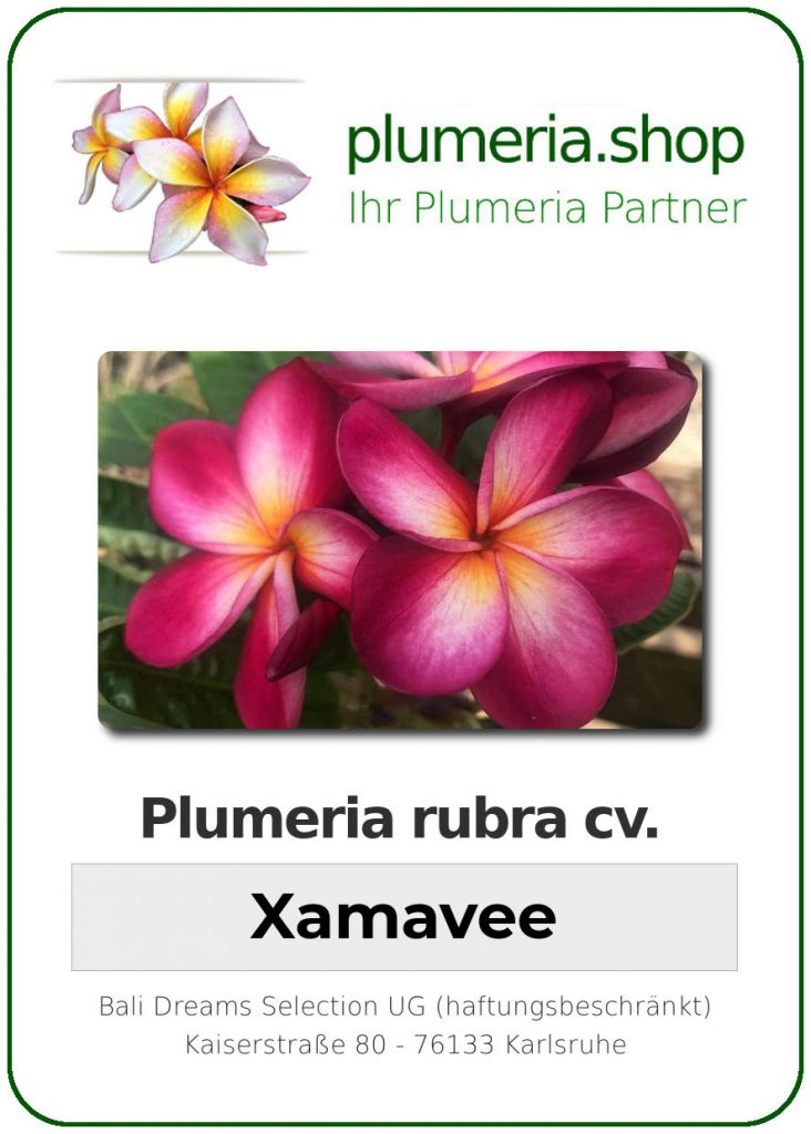 Plumeria rubra "Xamavee"