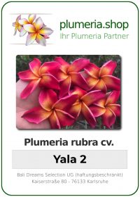 Plumeria rubra - "Yala 2"