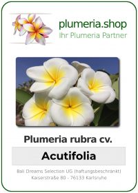 Plumeria rubra - "Acutifolia"