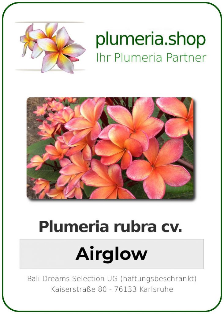 Plumeria rubra cv. "Airglow" - unbewurzelter Steckling