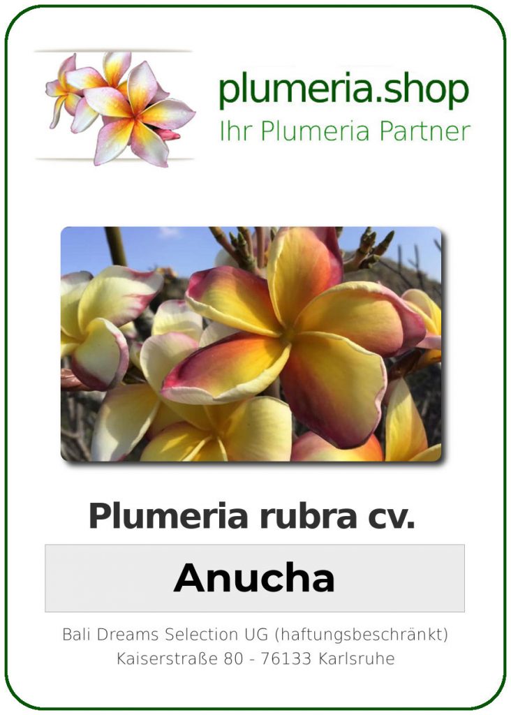 Plumeria rubra "Anucha"