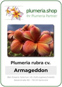 Plumeria rubra - "Armageddon"