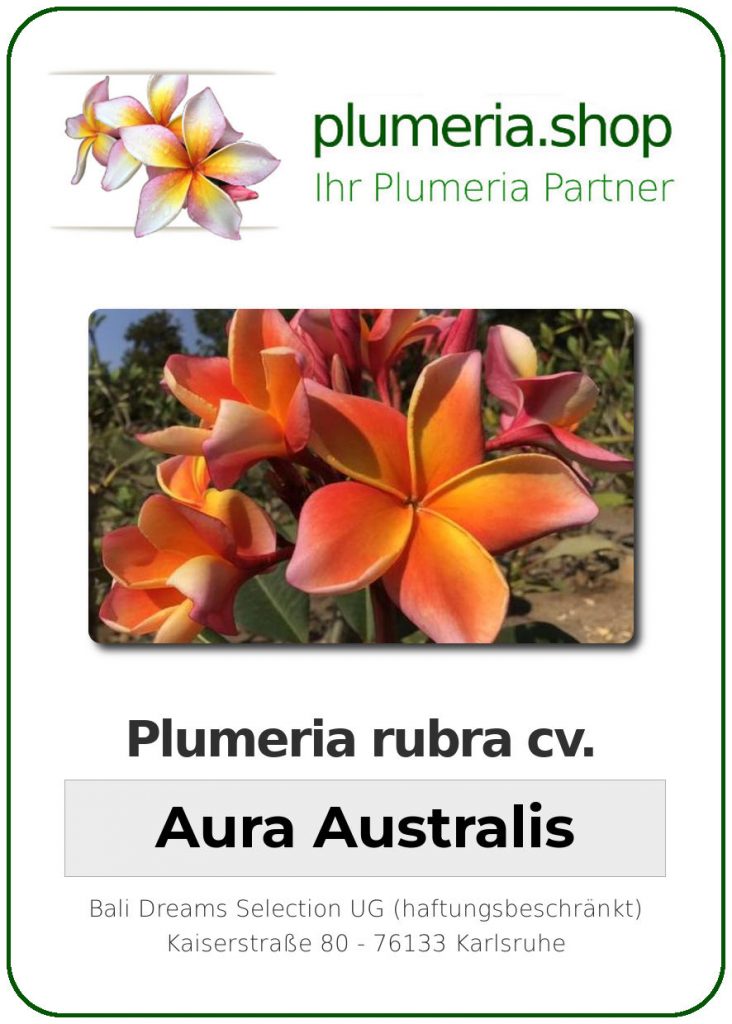 Plumeria rubra cv. "Aura Australis" - unbewurzelter Steckling