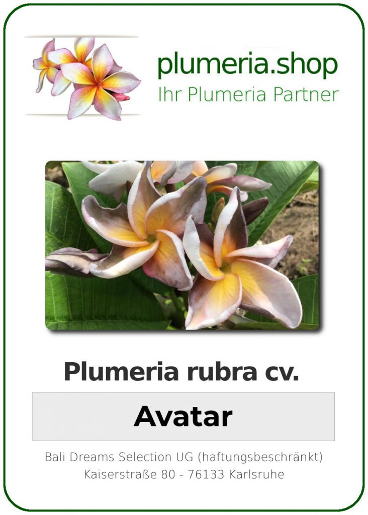 Plumeria rubra cv. "Avatar" - unbewurzelter Steckling