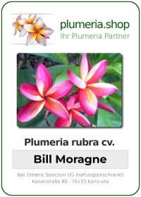Plumeria rubra - &quot;Bill Moragne&quot;