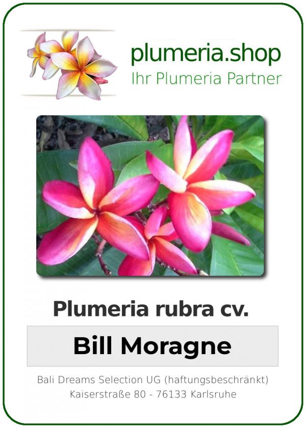 Plumeria rubra - "Bill Moragne"