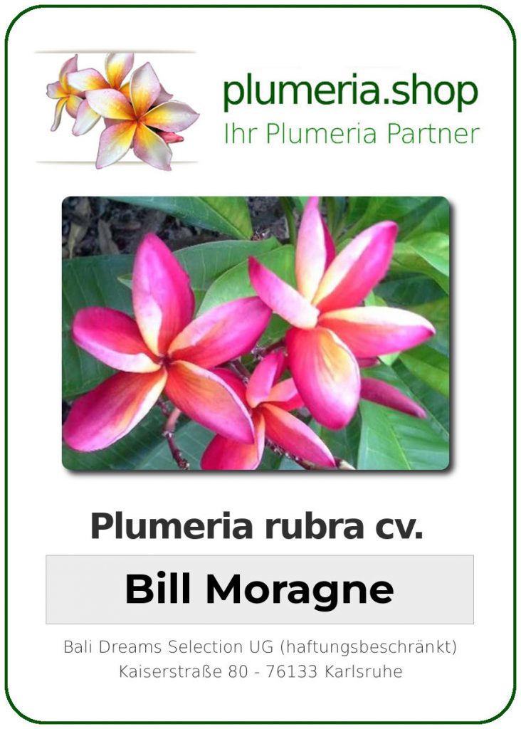 Plumeria rubra "Bill Moragne"