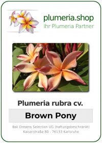 Plumeria rubra - "Brown Pony"