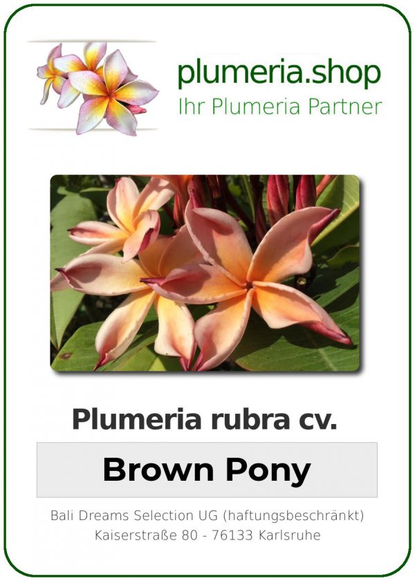Plumeria rubra - "Brown Pony"