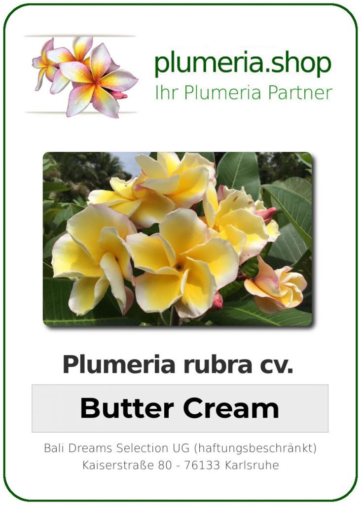 Plumeria rubra cv. "Butter Cream" - unbewurzelter Steckling