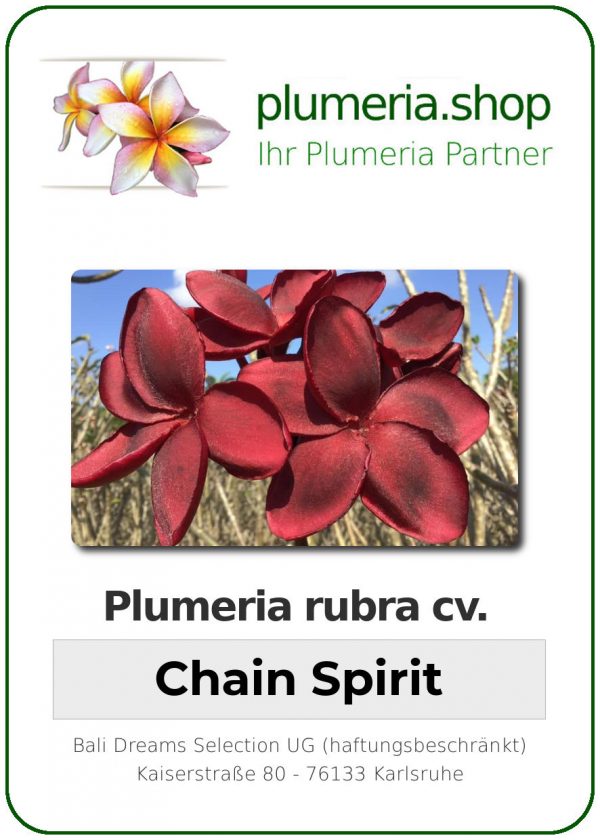Plumeria rubra - "Chain Spirit"