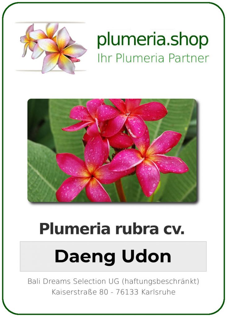 Plumeria rubra cv. "Daeng Udon" - unbewurzelter Steckling