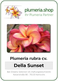 Plumeria rubra - "Della Sunset"