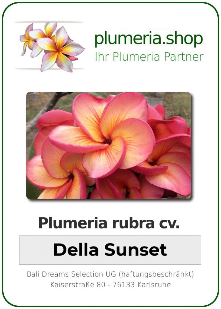 Plumeria rubra cv. "Della Sunset" - unbewurzelter Steckling