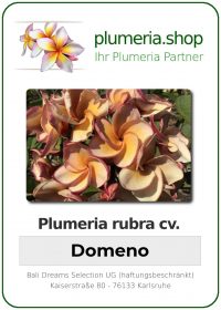 Plumeria rubra - "Domeno"