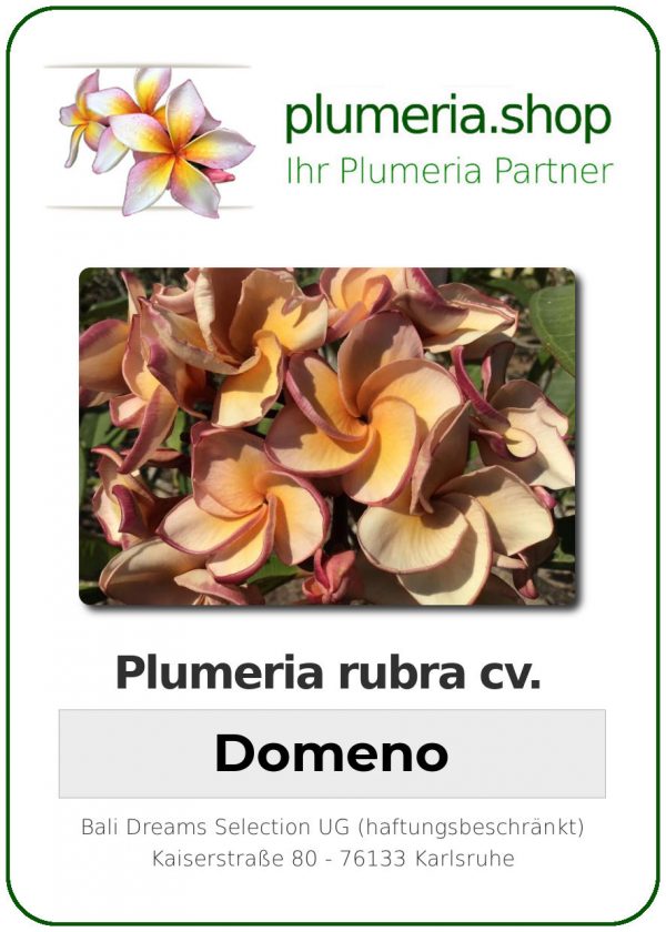 Plumeria rubra - "Domeno"