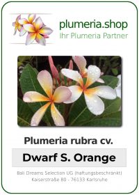 Plumeria rubra - "Dwarf Singapore Orange"