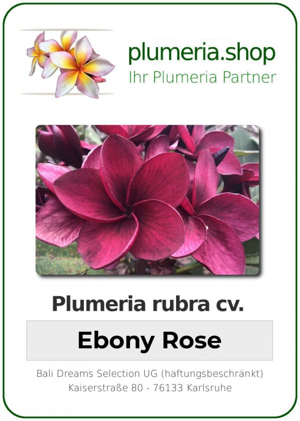 Plumeria rubra - "Ebony Rose"