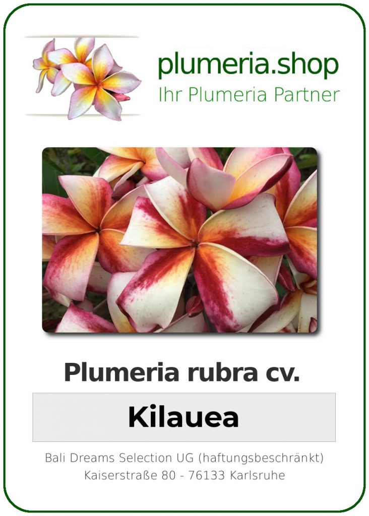 Plumeria rubra cv. "Kilauea" - unbewurzelter Steckling