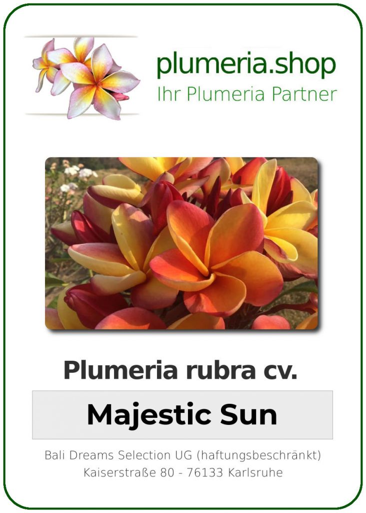 Plumeria rubra cv. "Majestic Sun" - unbewurzelter Steckling