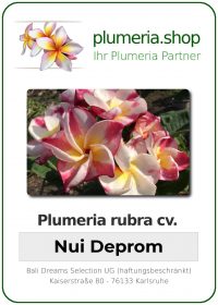 Plumeria rubra - "Nui Deprom"