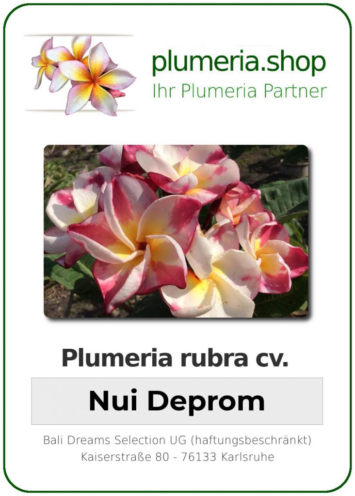 Plumeria rubra "Nui Deeprom"