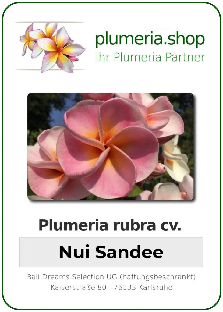 Plumeria rubra cv. "Nui Sandee" - unbewurzelter Steckling