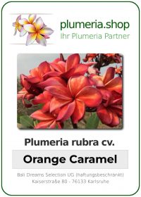 Plumeria rubra - "Orange Caramel"