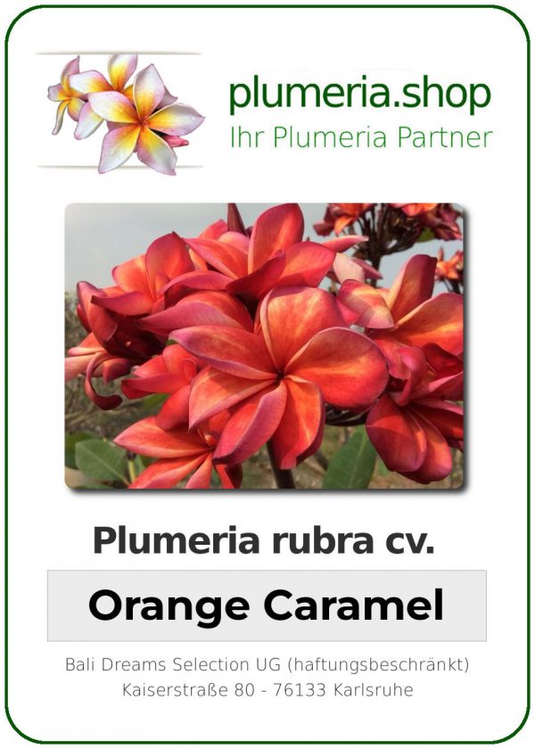 Plumeria rubra - "Orange Caramel"
