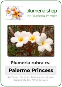 Plumeria rubra - "Palermo Princess"