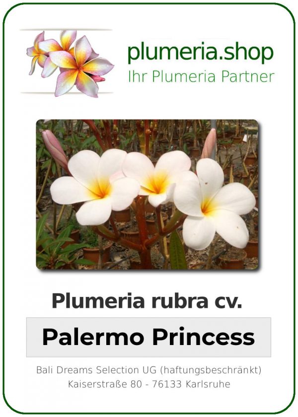 Plumeria rubra - "Palermo Princess"