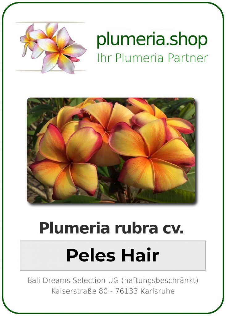 Plumeria rubra cv. "Peles Hair" - unbewurzelter Steckling