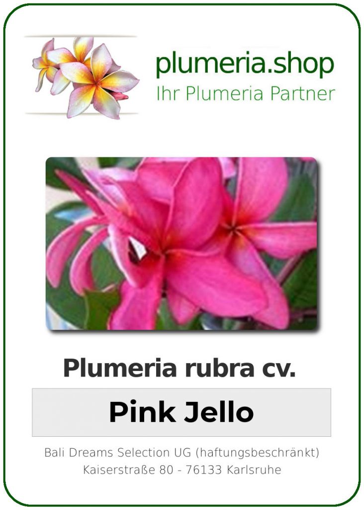 Plumeria rubra cv. "Pink Jello" - unbewurzelter Steckling