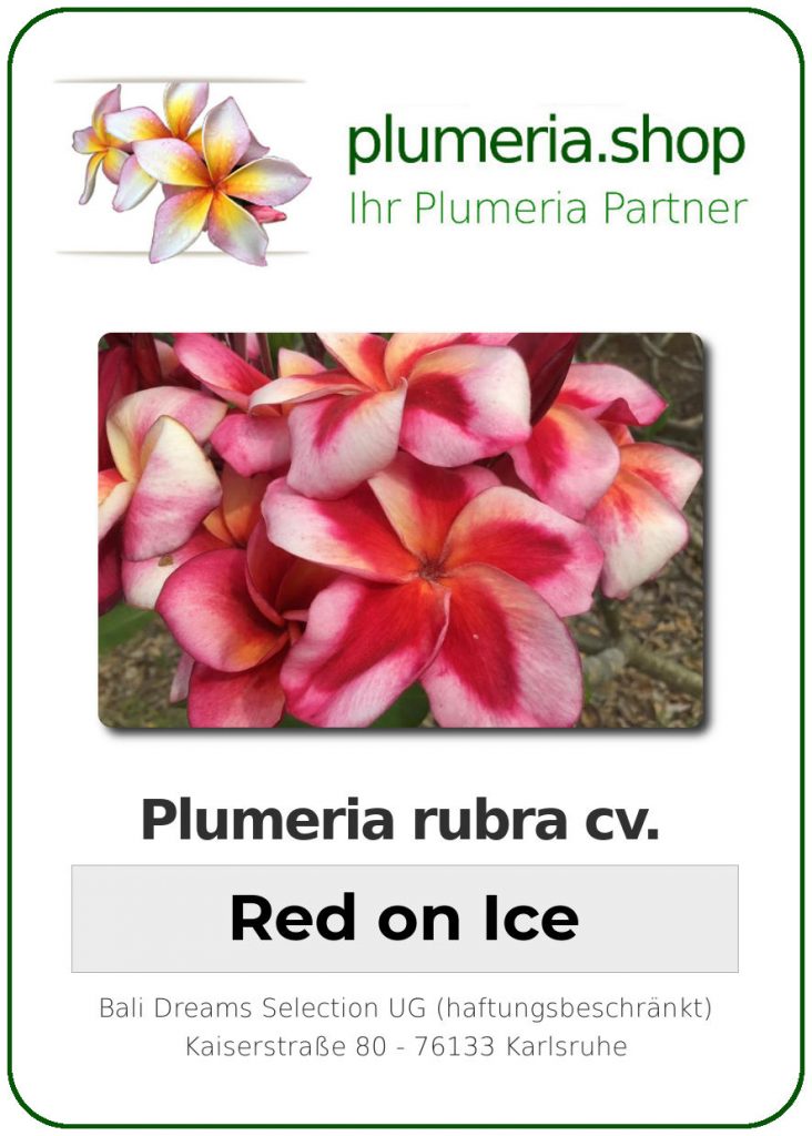 Plumeria rubra cv. "Red On Ice" - unbewurzelter Steckling