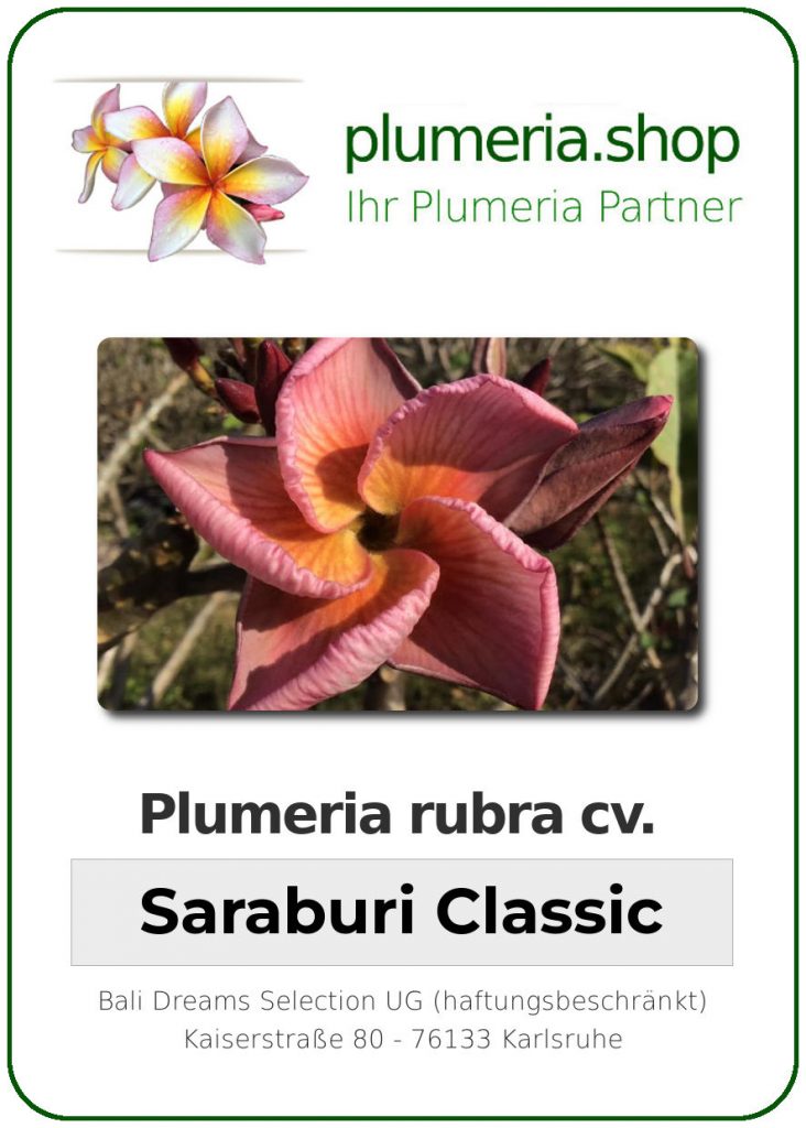 Plumeria rubra cv. "Saraburi Classic" - unbewurzelter Steckling
