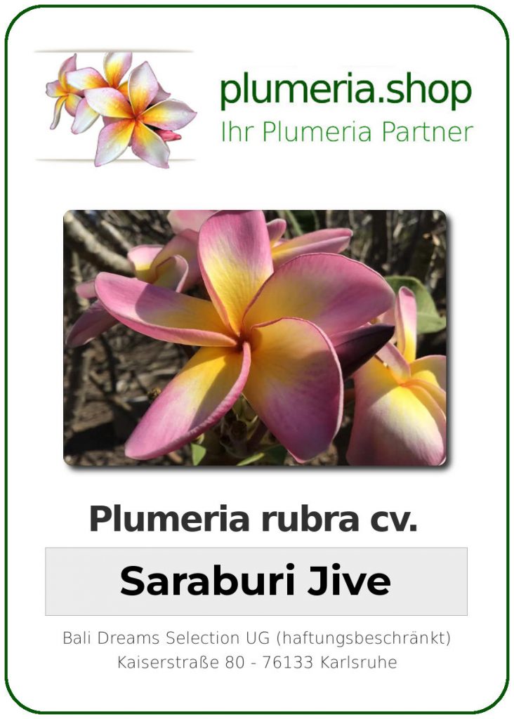 Plumeria rubra cv. "Saraburi Jive" - unbewurzelter Steckling