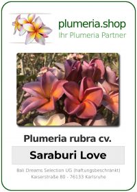 Plumeria rubra - "Saraburi Lover"