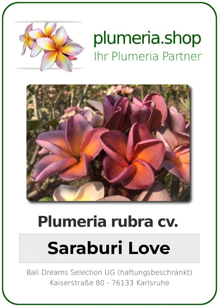 Plumeria rubra "Saraburi Love"
