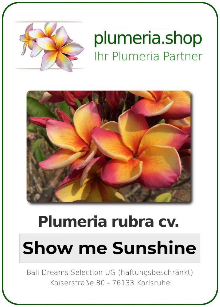 Plumeria rubra cv. "Show Me Sunshine" - unbewurzelter Steckling